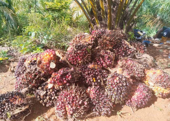 Harga Sawit Masih Panas, Petani Jangan Lengah