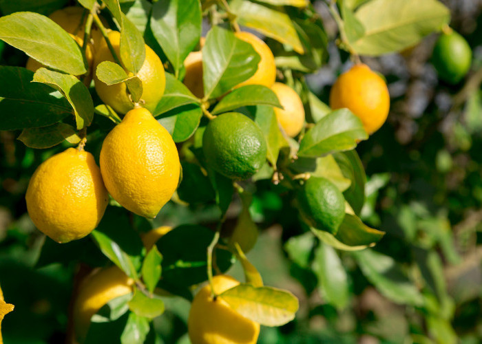 Dibalik Rasanya yang Asam, Buah Lemon Ternyata Memiliki Manfaat yang Baik untuk Kesehatan