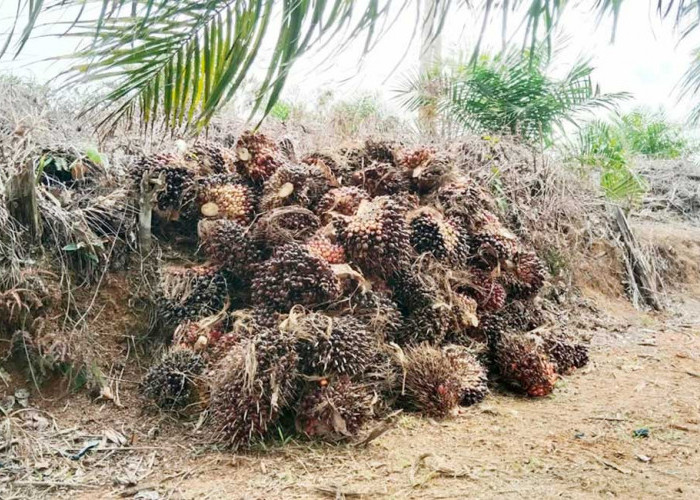 Harga Sawit di Mukomuko Dibawah Rp3.000 per Kilogram