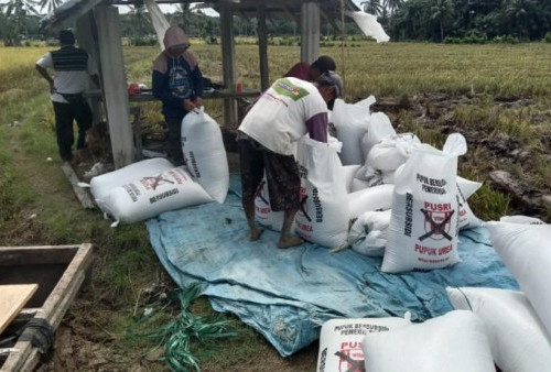 Tekan Biaya Produksi, Petani Datangkan Mesin dari Padang