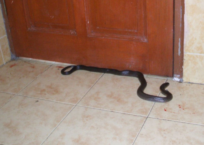 Jangan Panik, Ini Pertolongan Pertama yang Harus Dilakukan Jika Digigit Ular yang Masuk ke Rumah