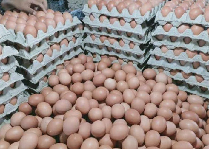 Kabar Gembira, Bansos Beras, Telur dan Daging Ayam dari Presiden Jokowi Akan Meluncur Mulai Bulan Ini