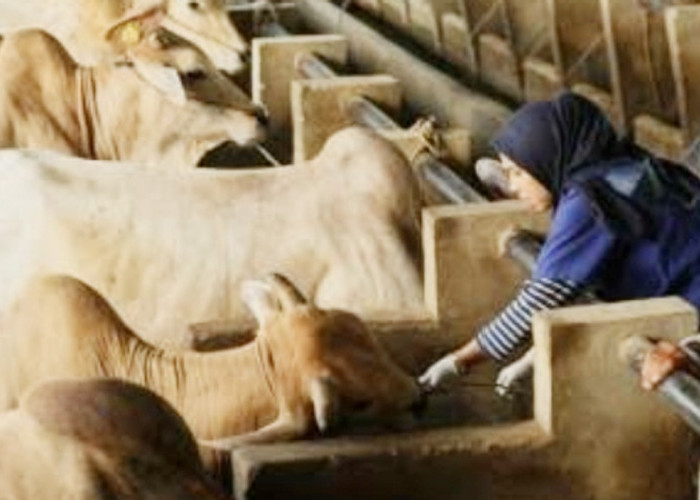 Sapi Bantuan Presiden Diproyeksikan Bakal Disembelih di Air Hitam