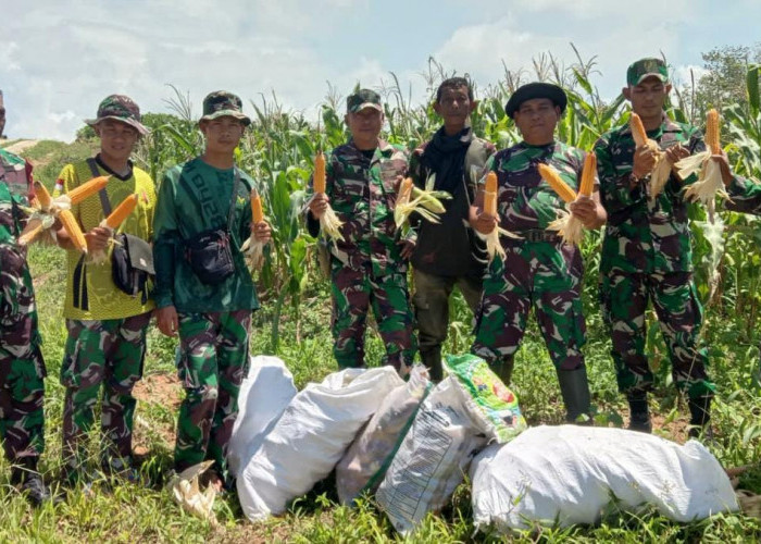 Dukung Ketahanan Pangan, Koramil Ketahun Panen Raya Jagung Hibrida Pioneer P35