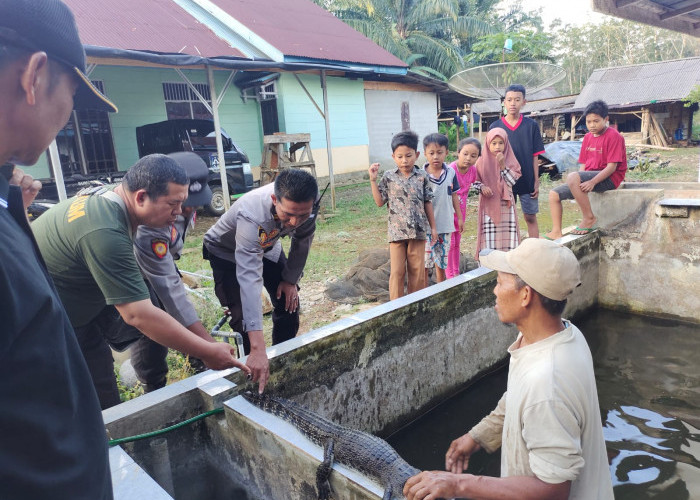 Warga diminta Waspada, BKSDA Selidiki Munculnya Buaya di Padang Jaya 
