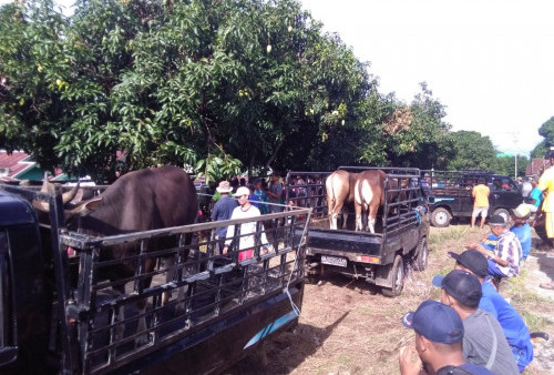 Alhamdulillah, Kemumu Kurban 20 Sapi 11 Kambing