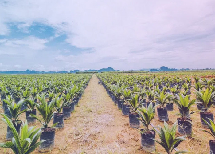 Mengenal Jenis-jenis Varietas Bibit Kelapa Sawit, Mana yang Lebih Baik dan Unggul