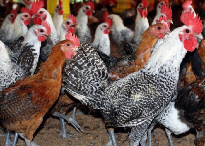 Tips Memasak Ayam Kampung Enak dan Cepat Empuk Tanpa Perlu Pakai Bahan Berbahaya