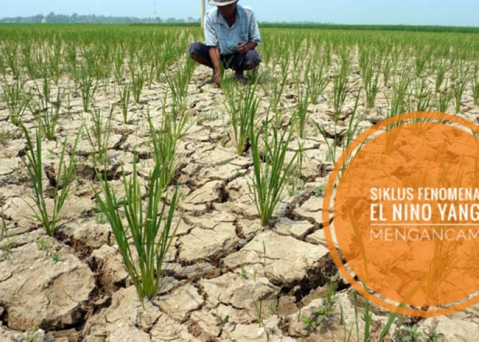 Apa itu El Nino dan Bagaimana Prosesnya Bisa Terjadi di Indonesia?