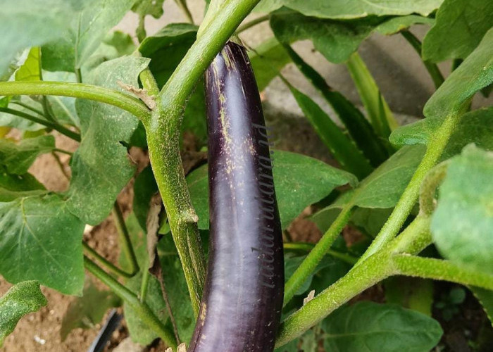 Ternyata Golongan Darah Ini Dilarang Makan Terong, Bisa Fatal Jika Dilanggar