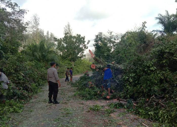 Pohon Tumbang tak Menimbulkan Korban, Arus Lalin Bengkulu-Mukomuko Dipastikan Lancar