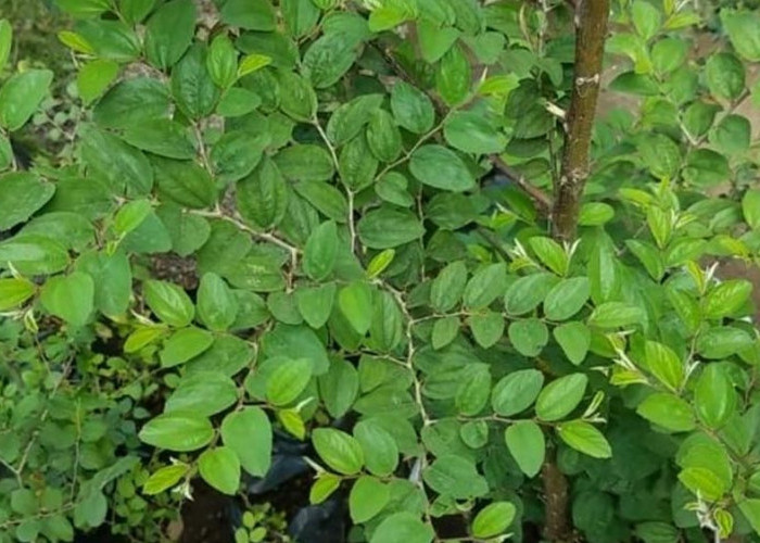 Jangan Sampai Tidak Tahu, Ini Tanaman yang Diyakini Bisa jadi Penangkal Santet dan Pelet