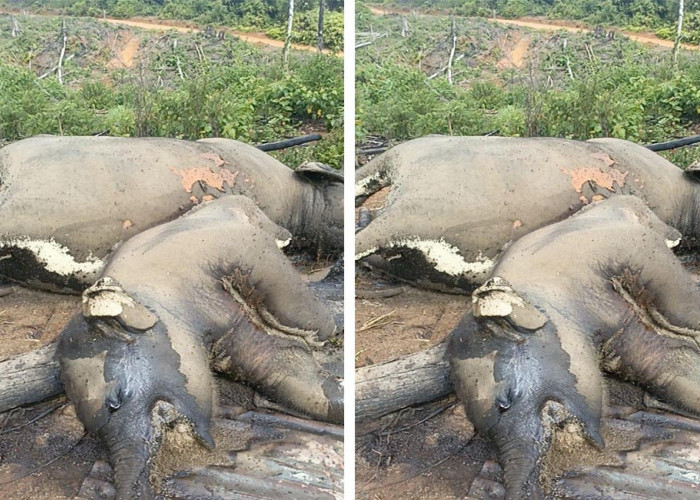 2 Ekor Gajah Ditemukan Mati, BKSDA Bengkulu-Lampung Turunkan Tim