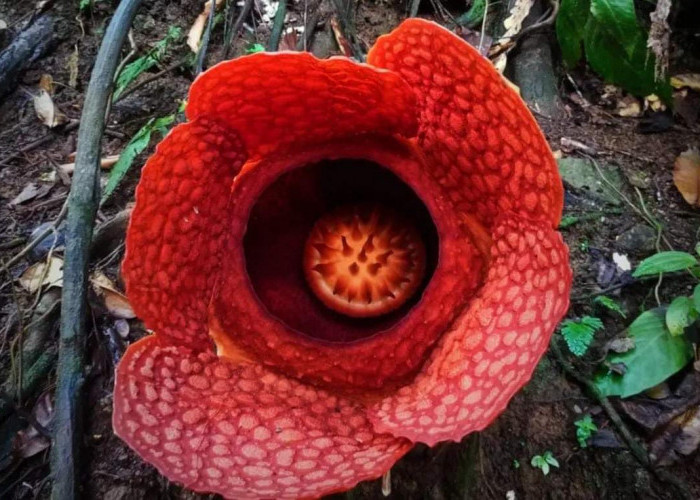 Liburan Anak Sekolah, Yuk Main ke Palak Siring Kemumu, Ada Bunga Rafflesia Mekar