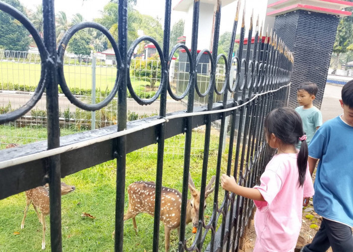 5 Ekor Rusa di Rumdin Bupati Bengkulu Utara Jadi Wisata Dadakan