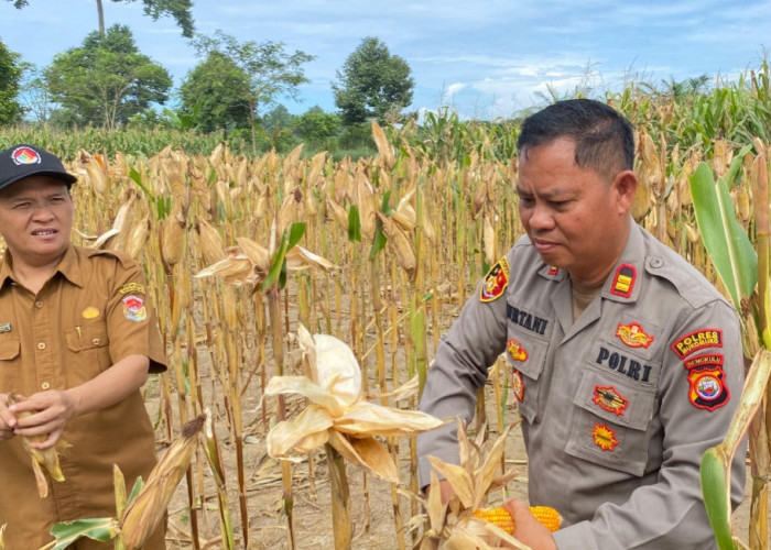 Panen Jagung Melimpah, Polisi Hadir Jadi Penggerak Semangat Petani di Lubuk Pinang