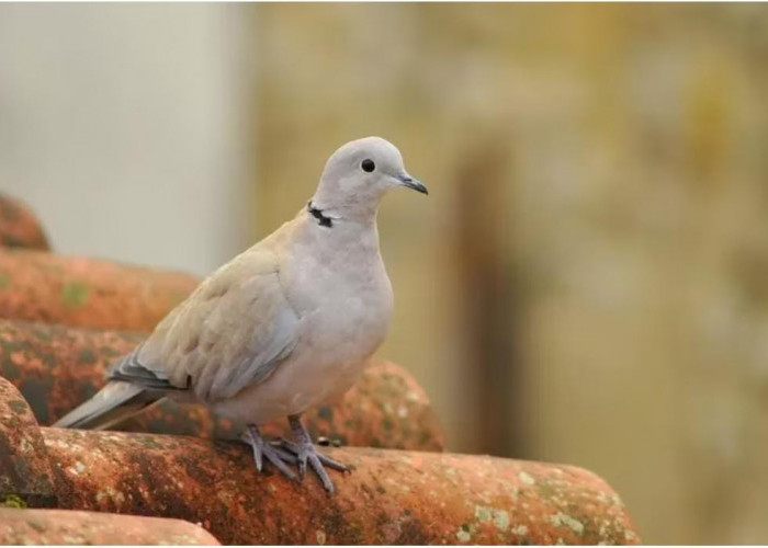 Tuah Memelihara Burung Perkutut, Sang Pemilik Akan Mengalami Hal Tak Terduga Ini