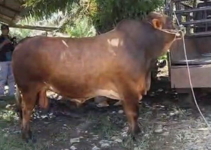 Kurban Presiden Prabowo, Sapi Brahma 880 Kg Milik Warga Gunung Payung Dihargai Rp97 Juta
