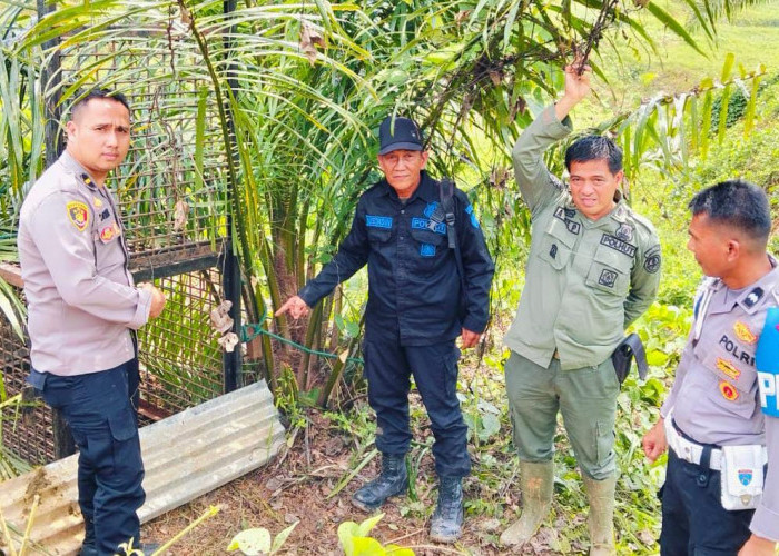 Harimau Sumatera Masih Teror Warga di Alas Bangun, BKSDA dan Polisi Berikan Himbau Ini ke Masyarakat