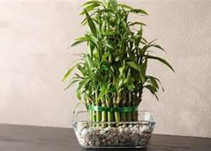 Tanaman Hias Pembawa Rezeki dan Keberuntungan Menurut Feng Shui, Wajib Ada di Rumahmu