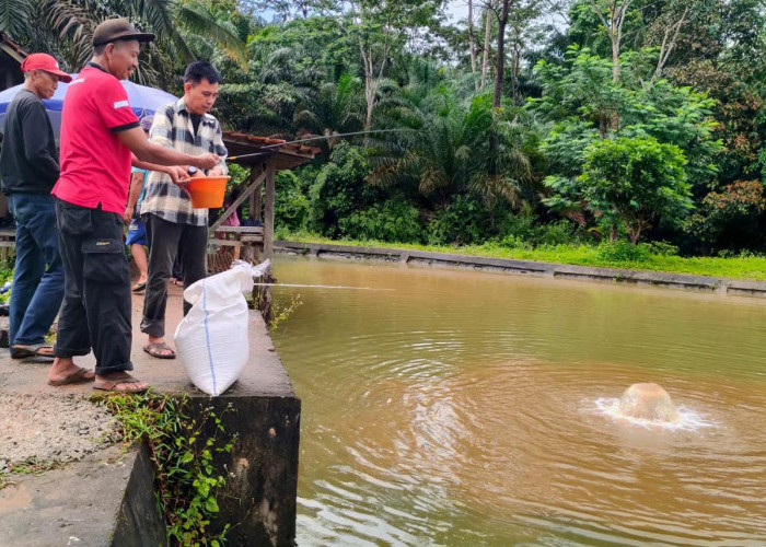 Pemdes Marga Sakti Uji Coba Pakan Ikan Bantuan dari Kodim 0423 Bengkulu Utara