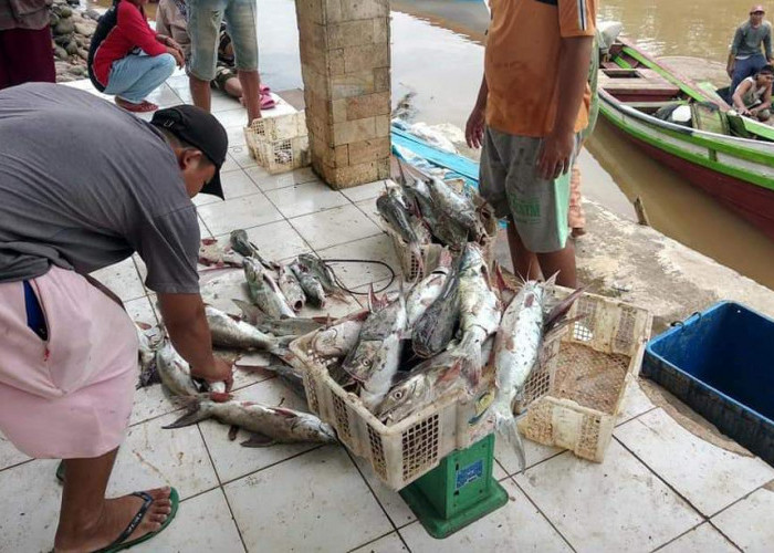 Pasca El Nino, Hasil Tangkapan Nelayan di Bengkulu Utara Meningkat, Capai Rp40 Juta Semalam