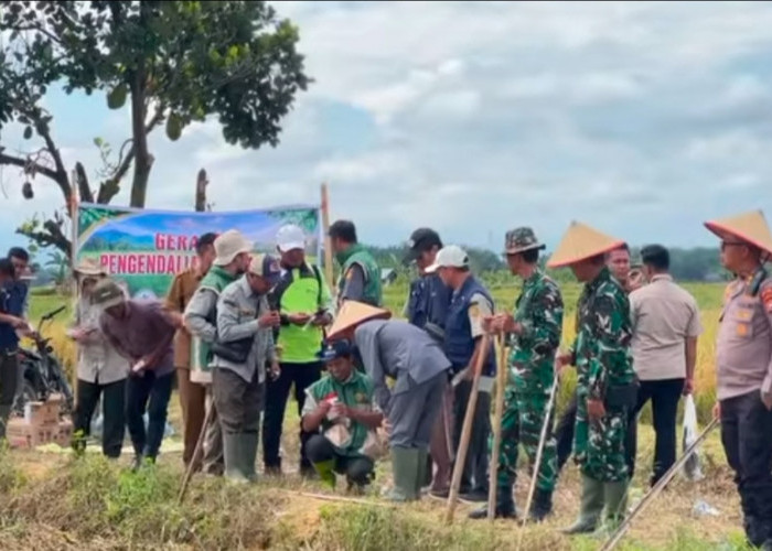 Panen Raya di Sumber Makmur, Kodim 0428/Mukomuko Perkuat Ketahanan Pangan