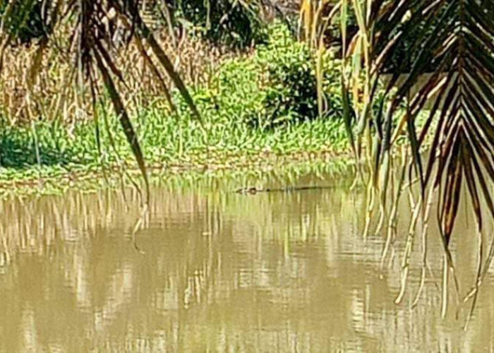 Warga Kecamatan Lais Geger! Buaya Muara Muncul di Air Padang 