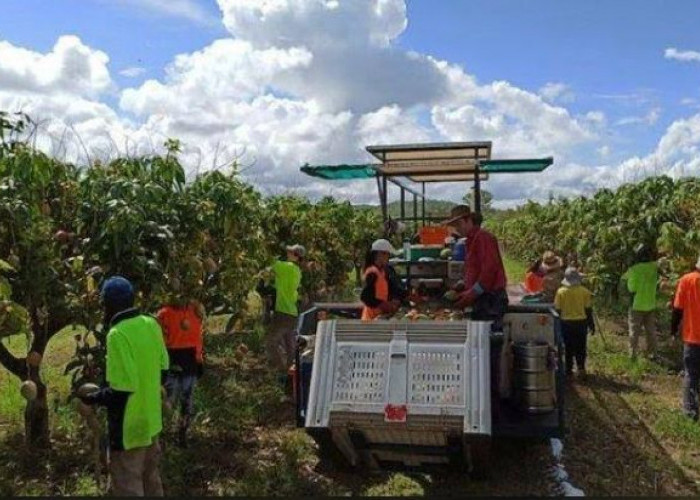 Kerja Main-main Gaji Serius, Enaknya kerja jadi pemetik buah di Irlandia, per Jam Dapat Rp1 Juta!