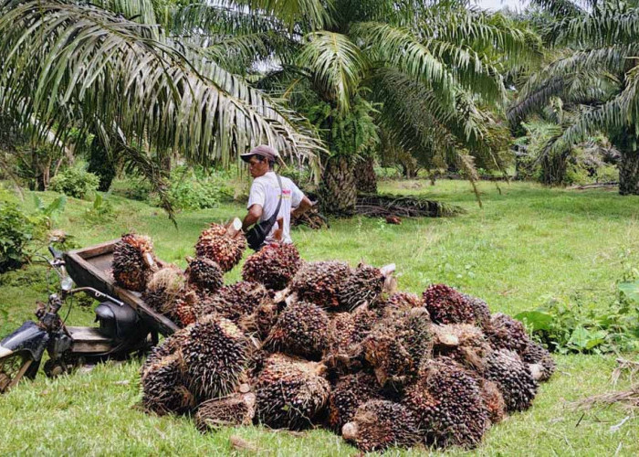 Harga TBS Anjlok, Petani Sawit Bengkulu Utara Mulai Resah