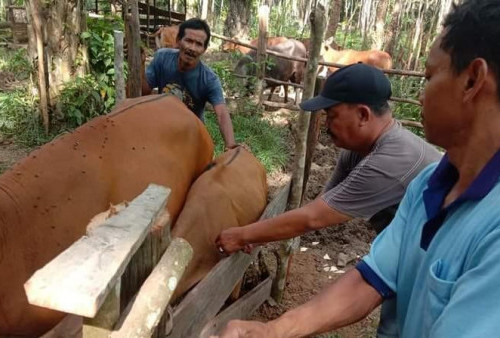 Jangan Mengambil Hewan Qurban Luar Daerah