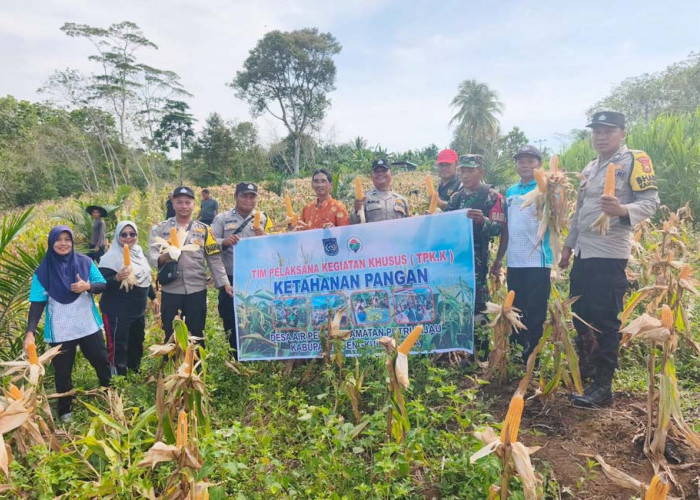 Didukung TNI/Polri dan KWT, Hasil Panen Jagung Desa Air Petai Melimpah