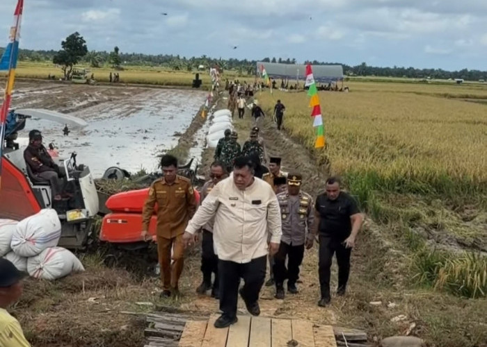Target IP 300 Tertahan, Produksi Padi di Mukomuko Tembus 7 Ton per Hektare