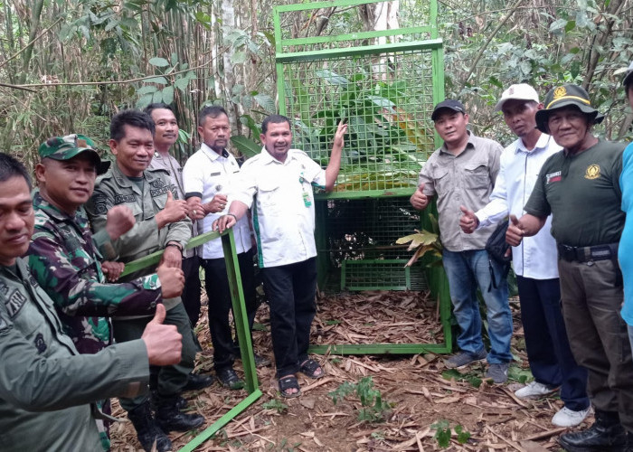 Meski Perangkap Harimau Sudah Dipasang, Kegiatan di Sekolah Masih Tetap Diliburkan, Ini Alasannya