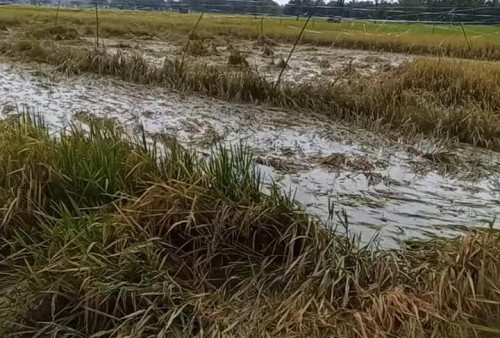 Padi Sawah Terendam, Jalan Berlumpur & Parah