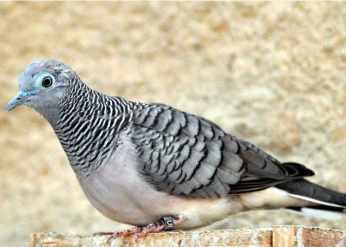 Meski Tak Sempurna, Burung Perkutut Ini Memiliki Khodam Rezeki yang Membuat Pemiliknya Tajir Melintir