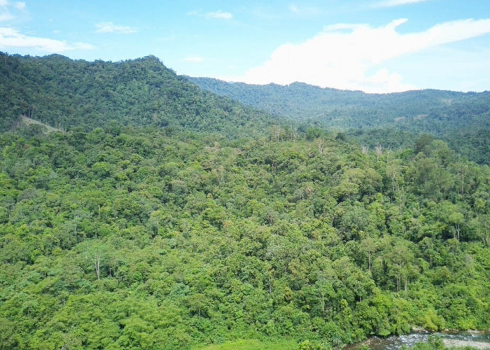 Kebijakan Penurunan Status HL Bukit Sanggul Harus Dievaluasi