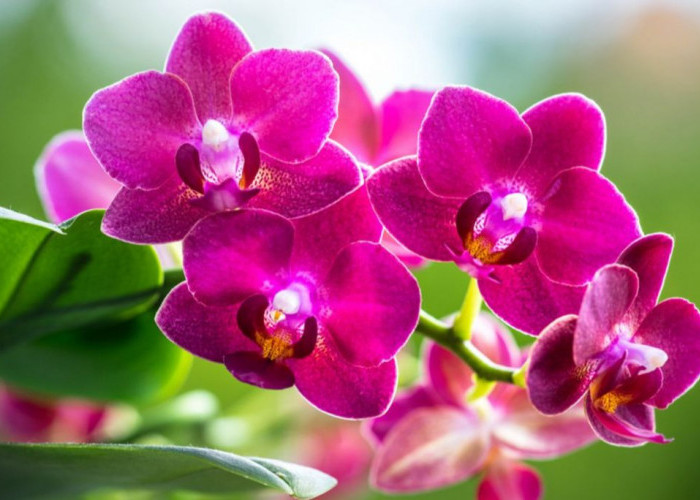 Jangan Menanam 7 Tanaman Ini Jika Tak Ingin Mengundang Ular ke Area Rumah