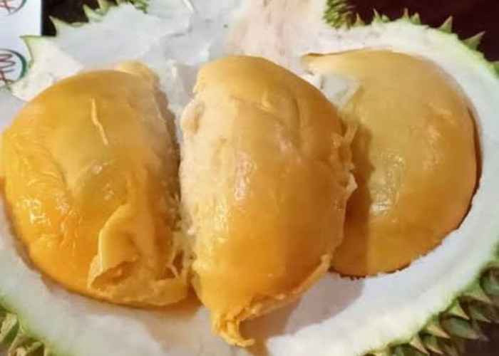 Ini Durian Termahal, Harganya Capai Jutaan Rupiah Per Kilogram 