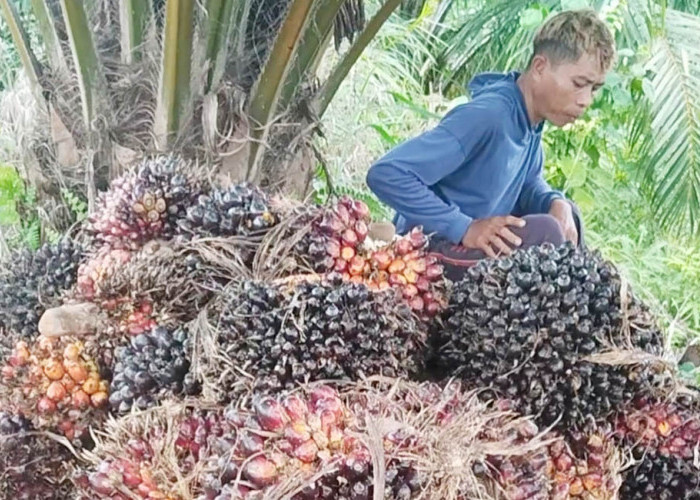 Harga TBS Sawit di Mukomuko Masih Bertahan di Rp2.950 per Kilogram