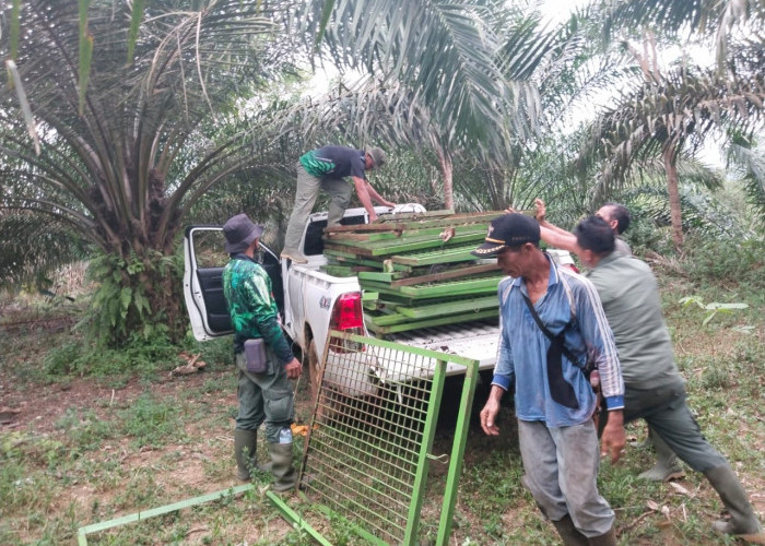 BKSDA Bengkulu Tarik Seluruh Perangkap Harimau di Kecamatan Napal Putih dan Pinang Raya