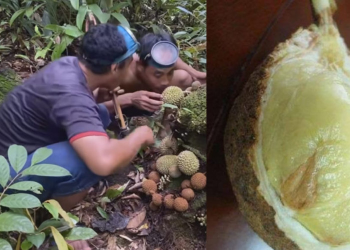 Langka di Dunia, Tumbuh Subur di Indonesia salah satunya Durian Gundul