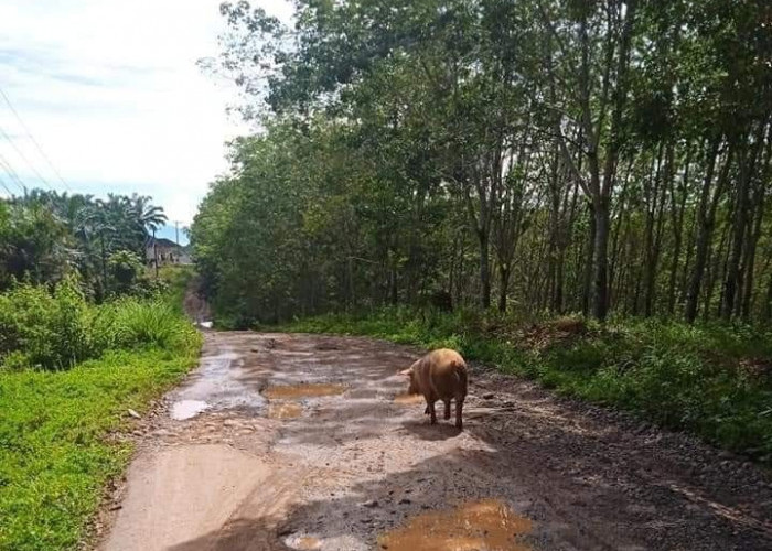 Janji Pemprov Bengkulu Rehab Jalan dari Bukit Indah-Dusun Raja Tak Kunjung Terealisasi, Begini Respon Kades