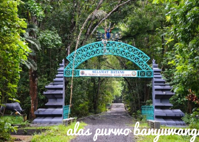 Alas Purwo Banyuwangi, Hutan Paling Tua dan Dikenal Sebagai Kerajaan Alam Gaib di Indonesia