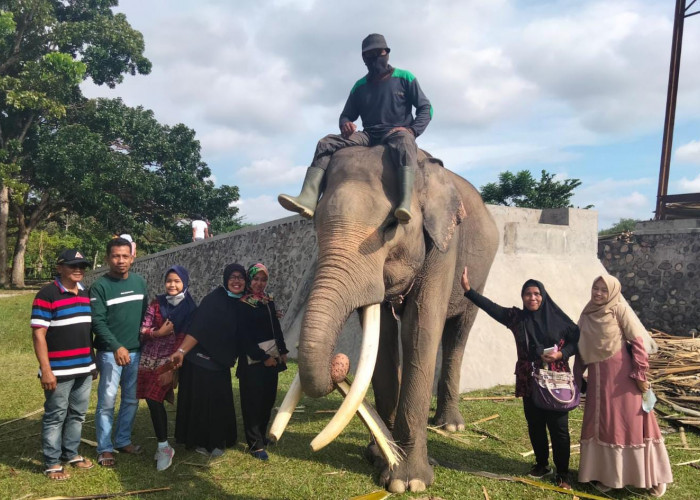 Selain Memiliki 12 Pantai Eksotis, Bengkulu Juga Memiliki Pusat Latihan Gajah Sumatera yang Wajib Dikunjungi