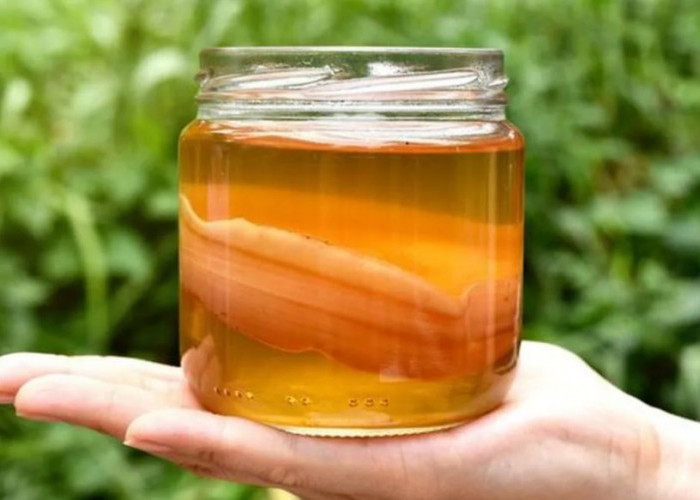 Mengenal Kombucha, Minuman Probiotik yang Lagi Naik Daun