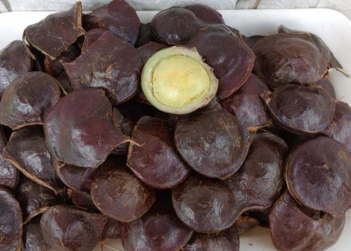 Tak Hanya Enak Dijadikan Lalapan, Ternyata Jengkol Muda Juga Kaya Akan Manfaat