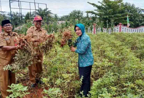 Ajak Manfaatkan Pekarangan, Ketua TP-PKK BU Panen Bersama di Kebun Percontohan