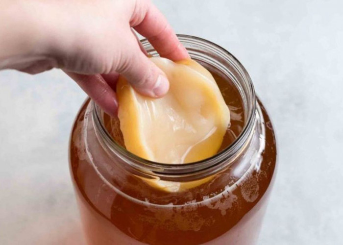 Awas Tertipu, Begini Cara Mengenali Kombucha Asli dan Palsu