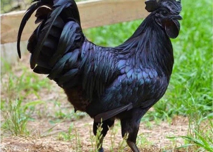 Kenapa Ayam Cemani Selalu Dikaitkan dengan Hal Mistis hingga Santet? Ternyata Begini Faktanya